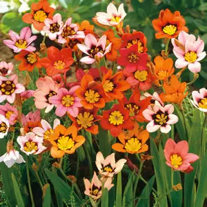 Planting Stock Sparaxis Mixed